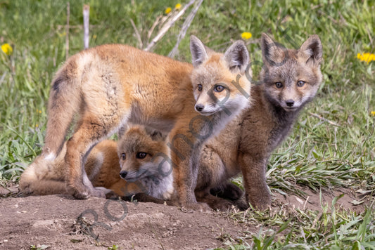 3 baby Kit Foxes Keeping Lookout in Grand Teton National Park. May 2024