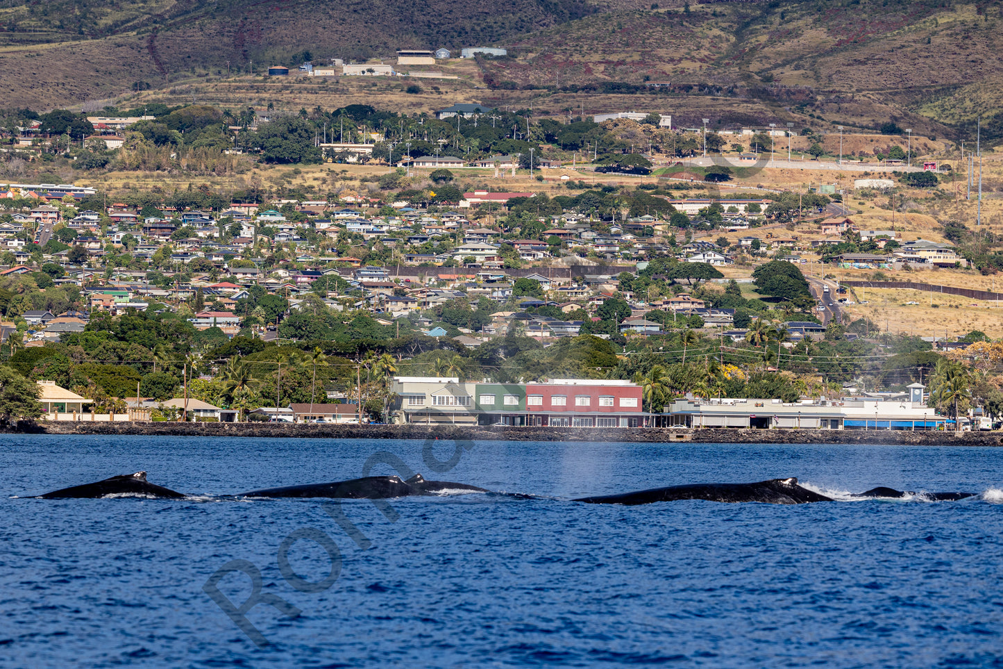 Strolling Down Front Street, Lahaina.