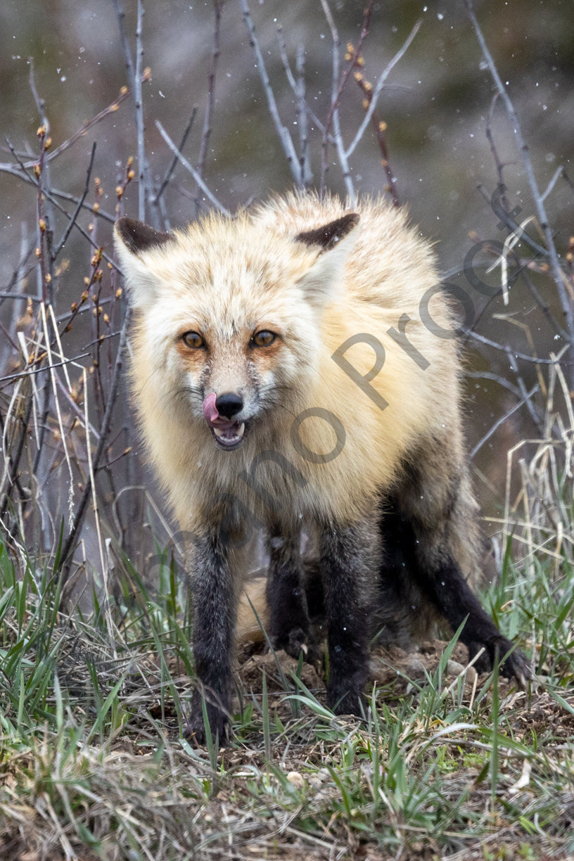 Fox, Grand Teton National Park