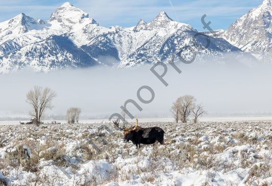 Grand Tetons