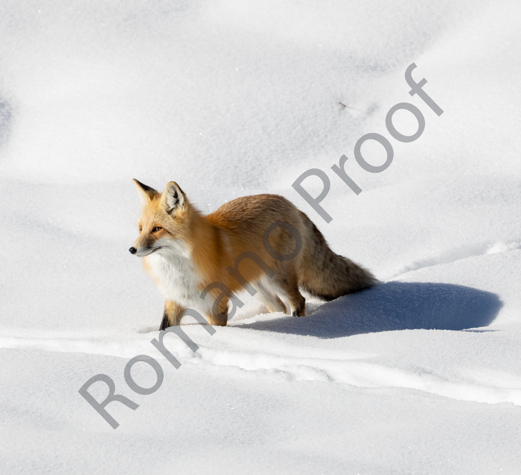 Red Fox, Grand Teton National Park
