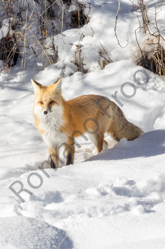 Red Fox, Grand Teton National Park