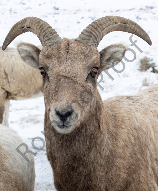 Big Horn Sheep, Grand Teton National Park