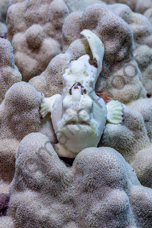 Frogfish