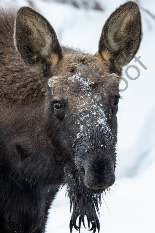 Moose of Grand Teton National Park