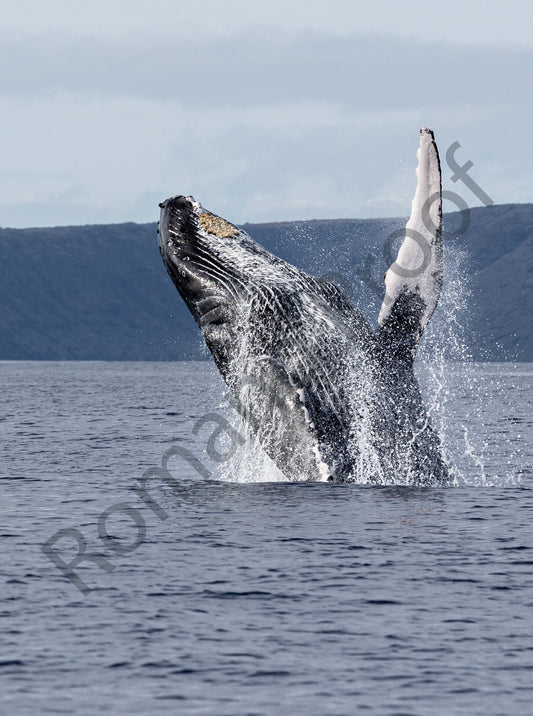 Say Hello Humpback Whale Breach