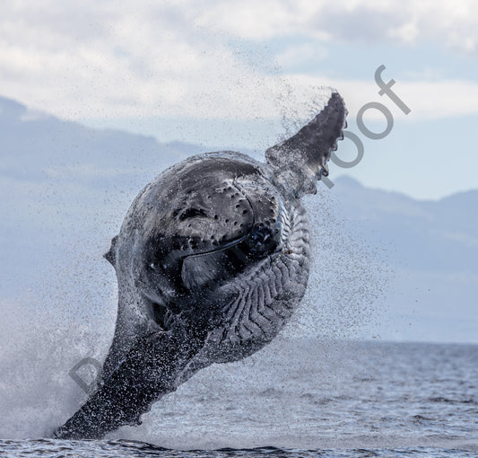 Sailing Above The Water Humpback Whale Breach