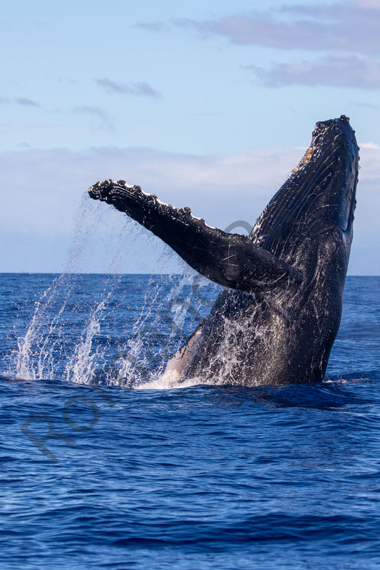 To The Wind Humpback Whale Breach