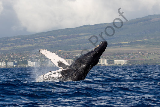 Double Fin Clap Breach Maui Background