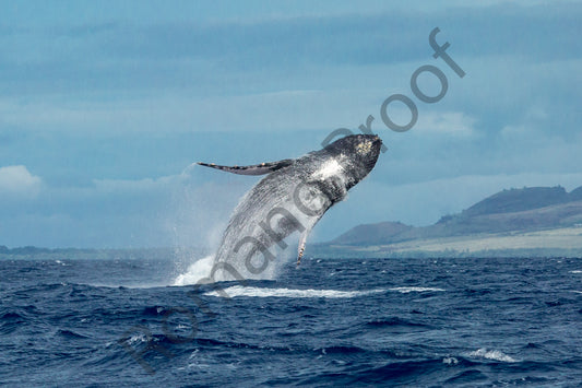 Explosive Humpback Whale Breach Over Maui