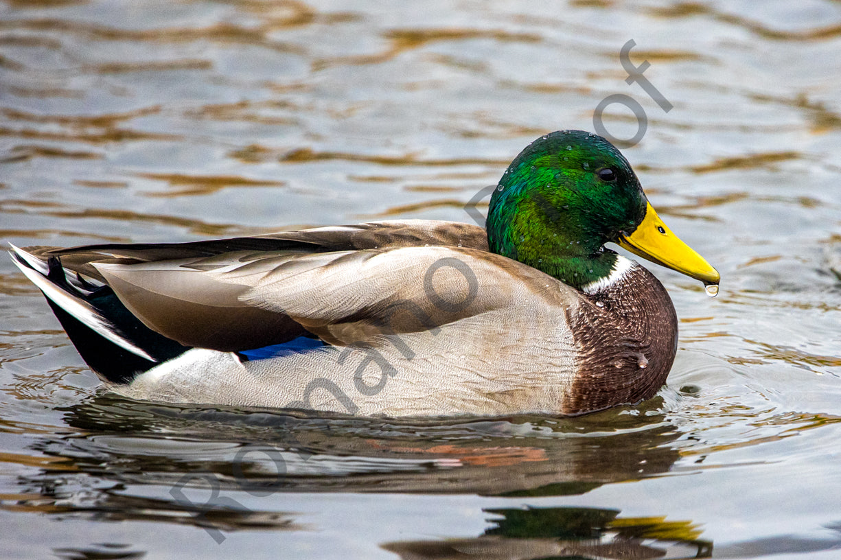 Duck on the pond