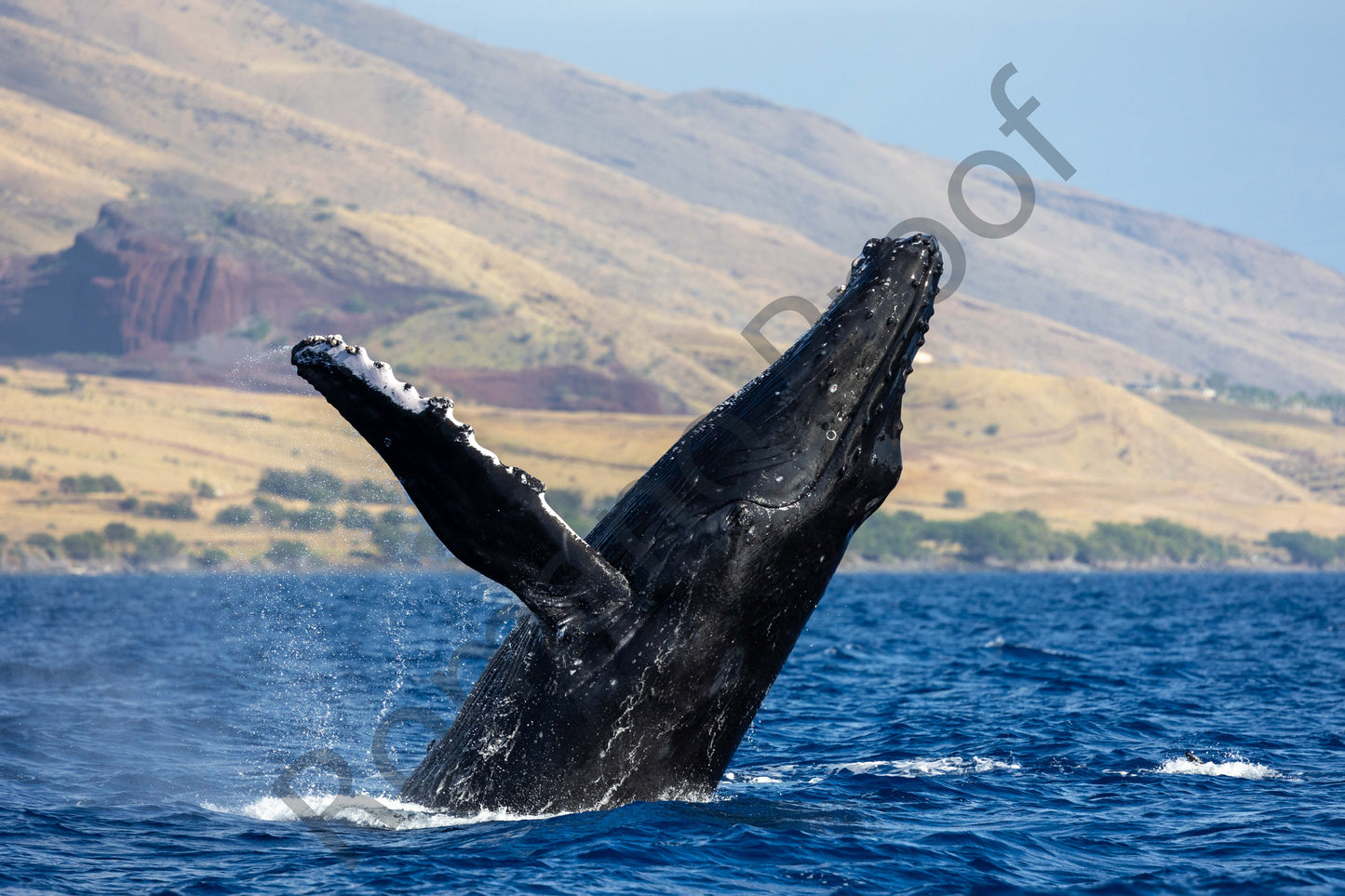 Big Humpback Whale Breaches Against Maui Coast