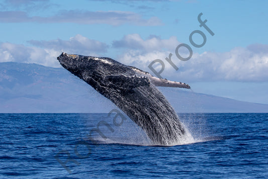 Breaching in Maui