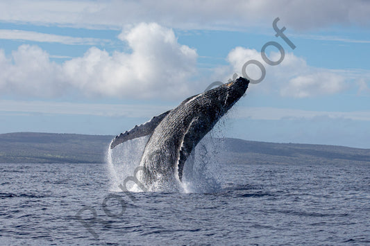 Heavenly Humpback Whale Breach