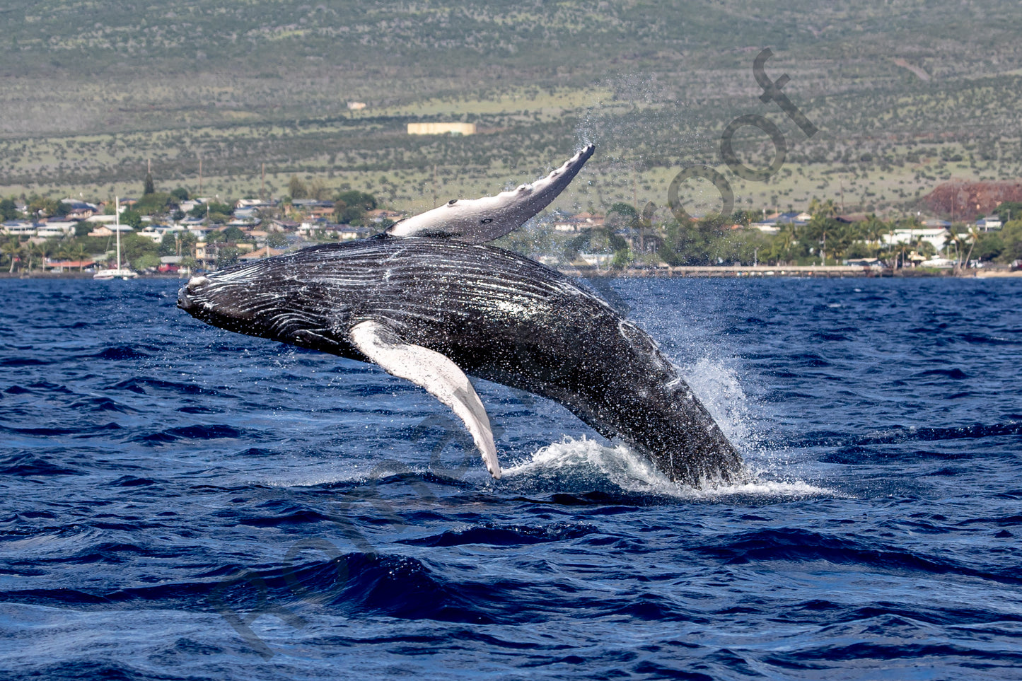 Baby Humpback Whale Full Breach Wings Spread