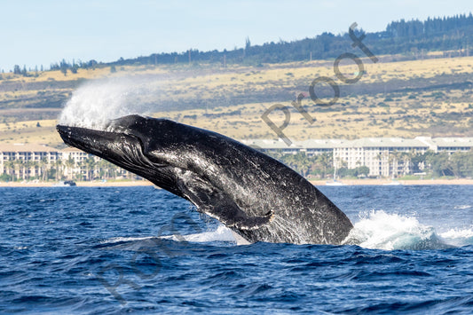 Huge Humpback Whale Breach Maui