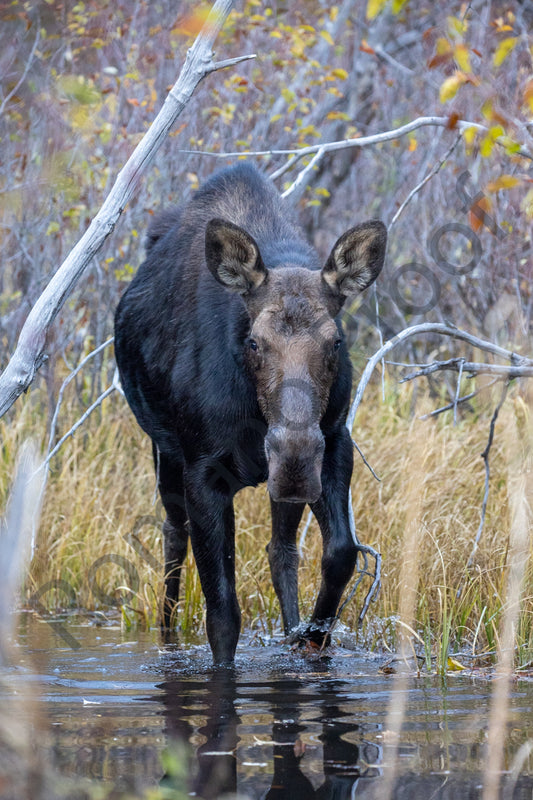 Moose of Grand Teton National Park