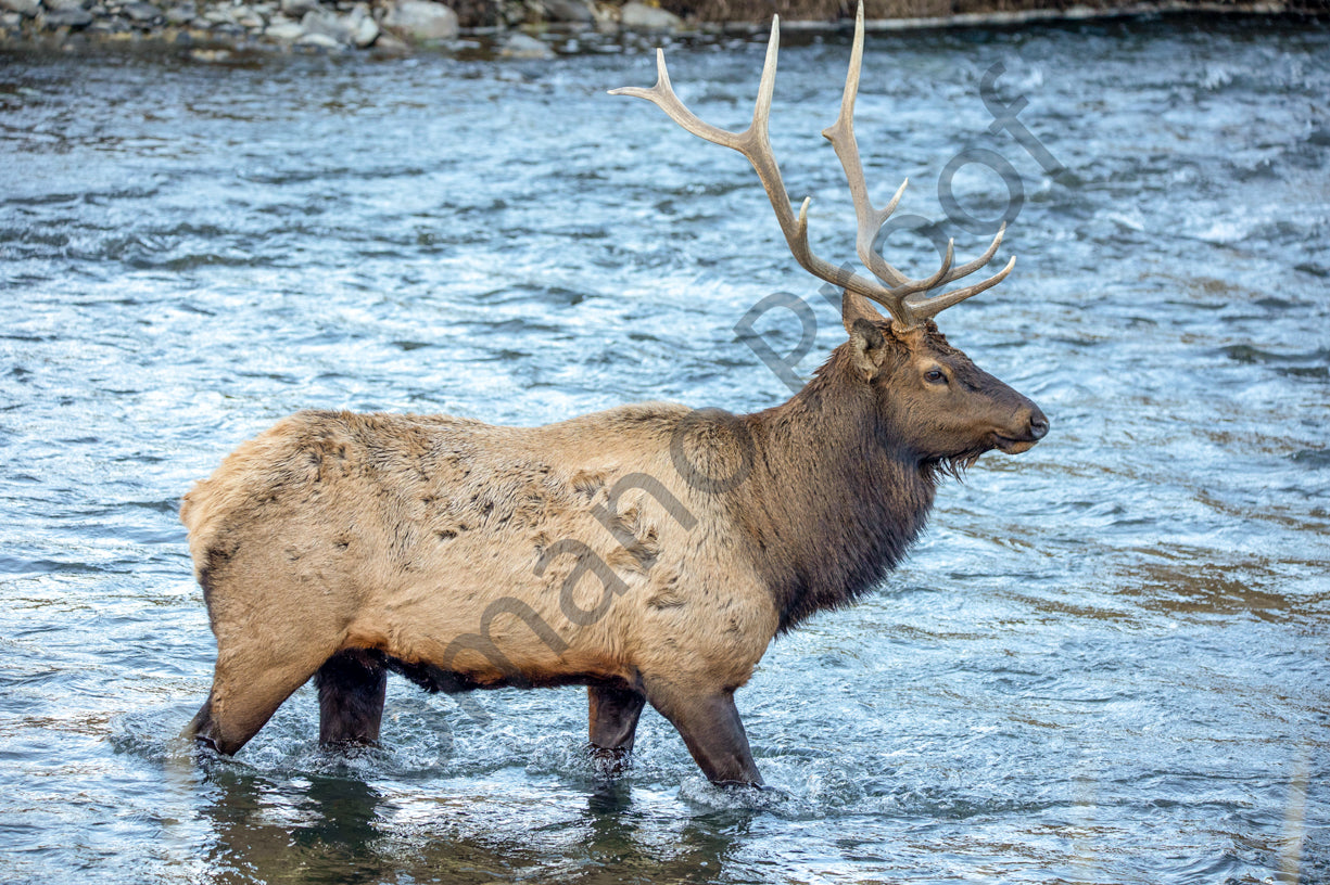 Bull Elk in the River, Yellowstone National Park