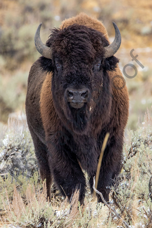 Bison, Yellowstone National Park