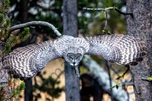 Great Grey Owl, Yellowstone National Park