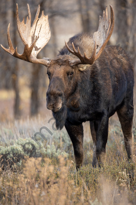 Moose of Grand Teton National Park