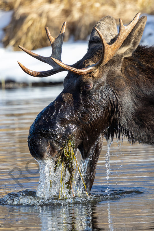 Moose of Grand Teton National Park