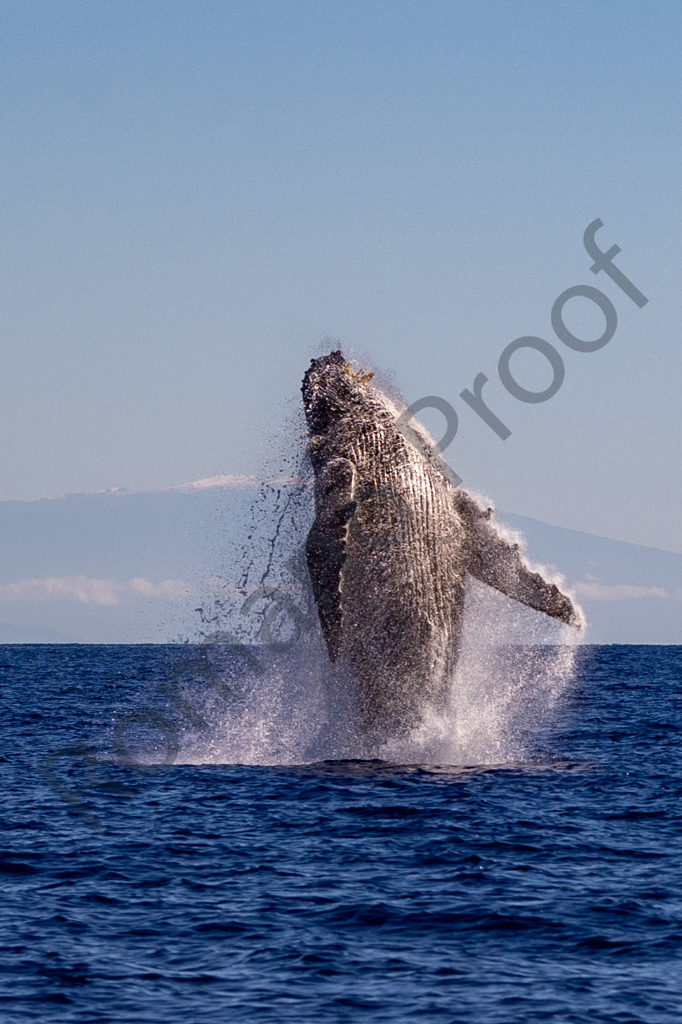 Exploding Out of the Water Humpback Whale Breach