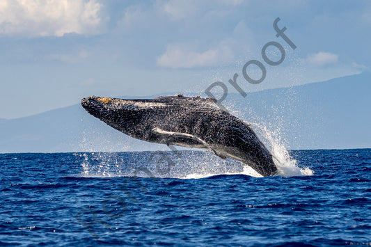 Horizontal Force Humpback Whale Breach