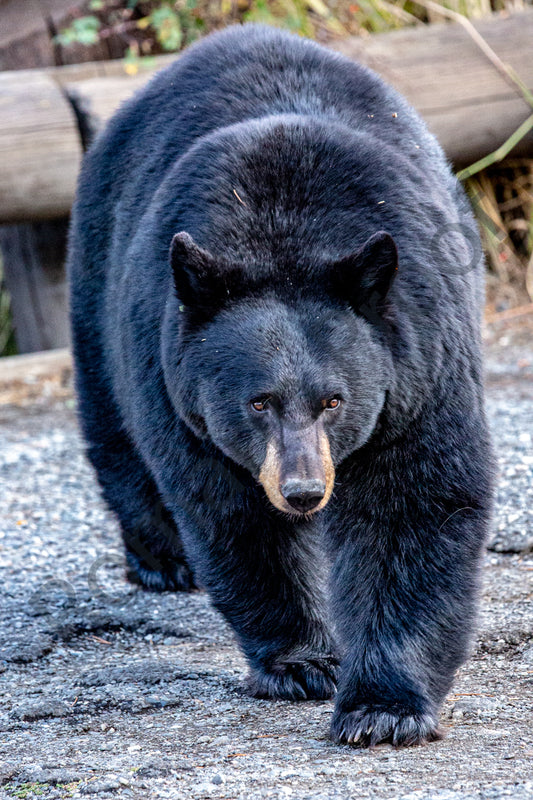 Black Bear, Yellowstone