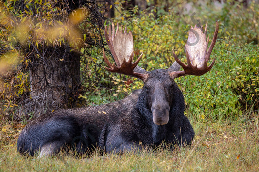 Moose