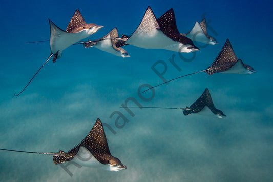 Eagle Rays Swim