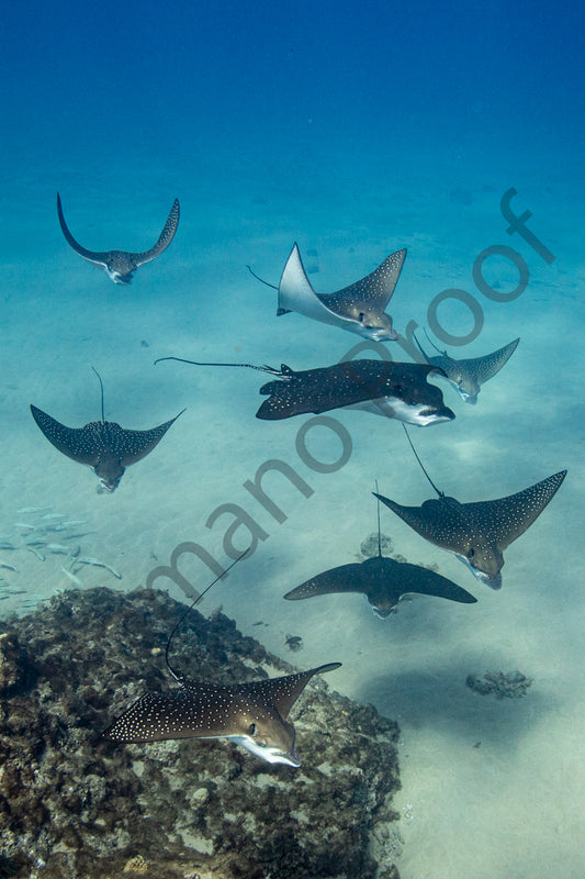 7 Eagle Rays Swim in Harmony