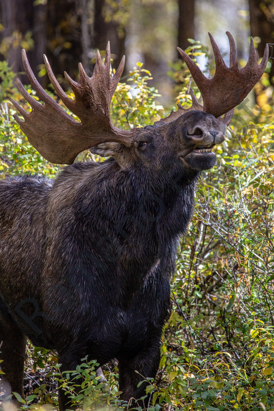 Moose of Grand Teton National Park