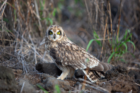 Pueo Maui Owl