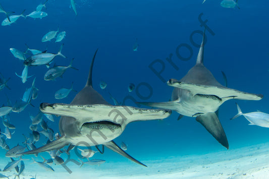 Hammerheads