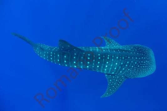 Whale Shark