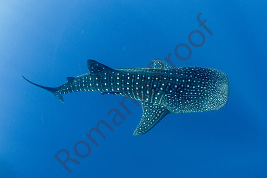 Whale Shark