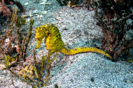 Seahorse