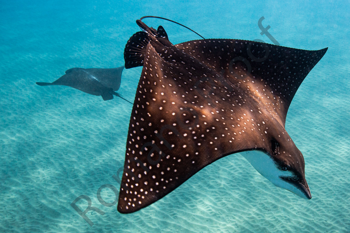 2 Eagle Rays Swim