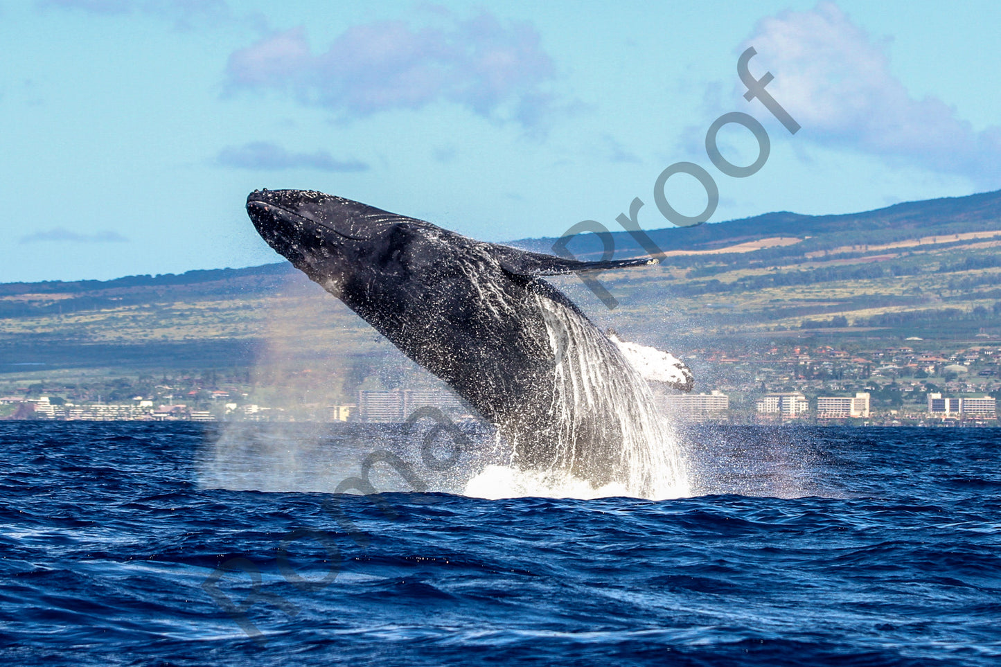 Spinning Humpback Whale Breach Maui