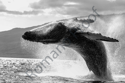 Majestic Humpback Whale Breach - Black And White