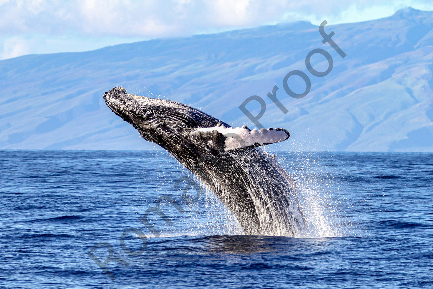 Majestic Humpback Whale Breach in Maui