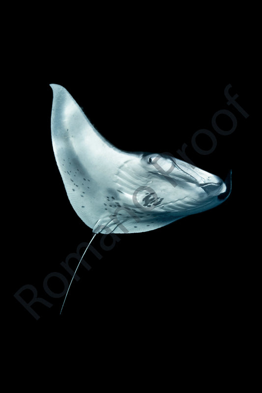 Manta Ray