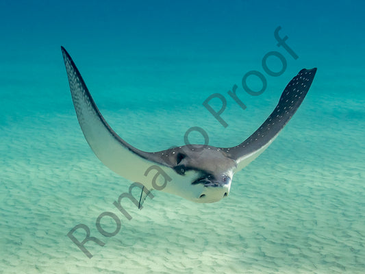 Eagle Ray Swim