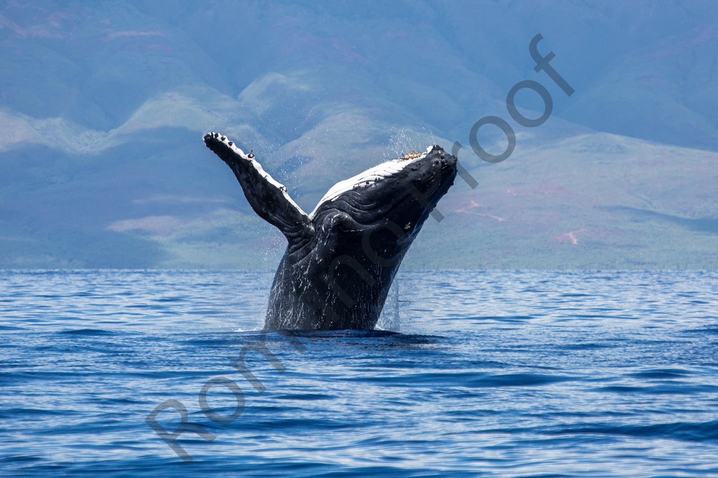 Graceful Backwards Humpback Whale Breach