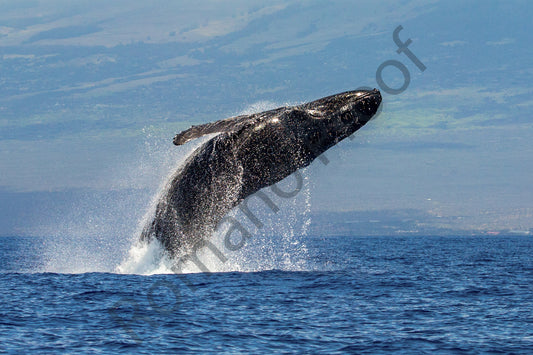 Humpback Whale Breach 3