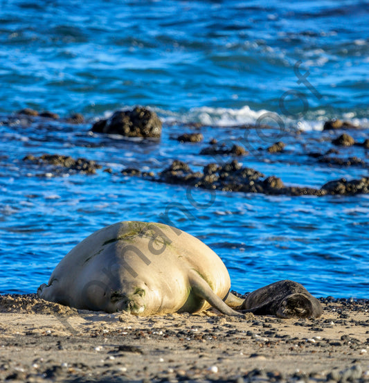 Monk seal with baby